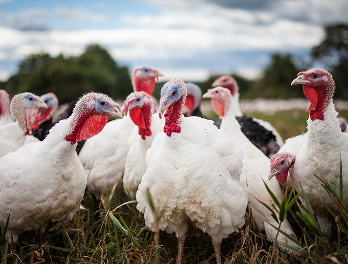 Broad White Turkeys