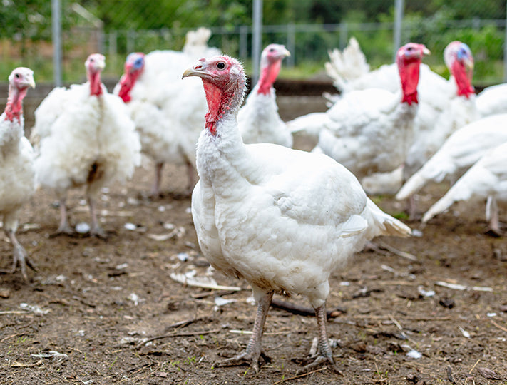 Broad White Turkeys