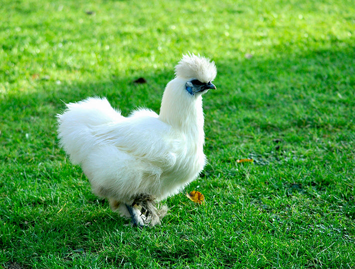 White Silkies