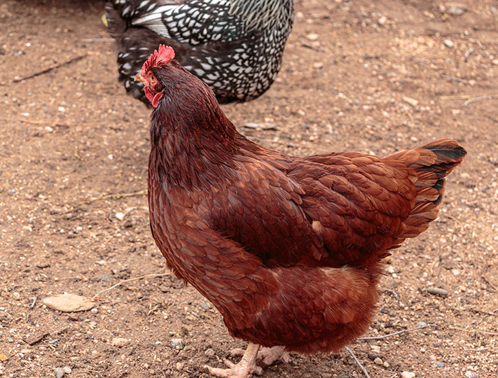 Rhode Island Red