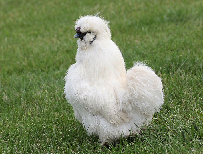 White Silkies