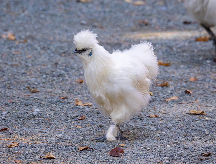 White Silkies