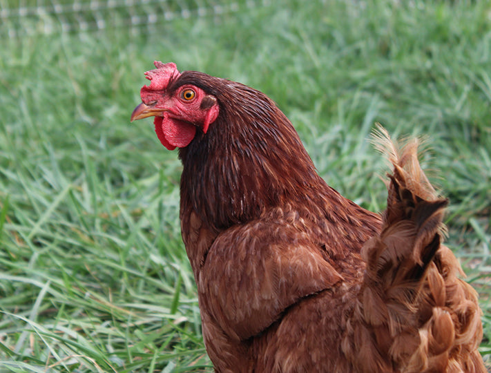 Rhode Island Red