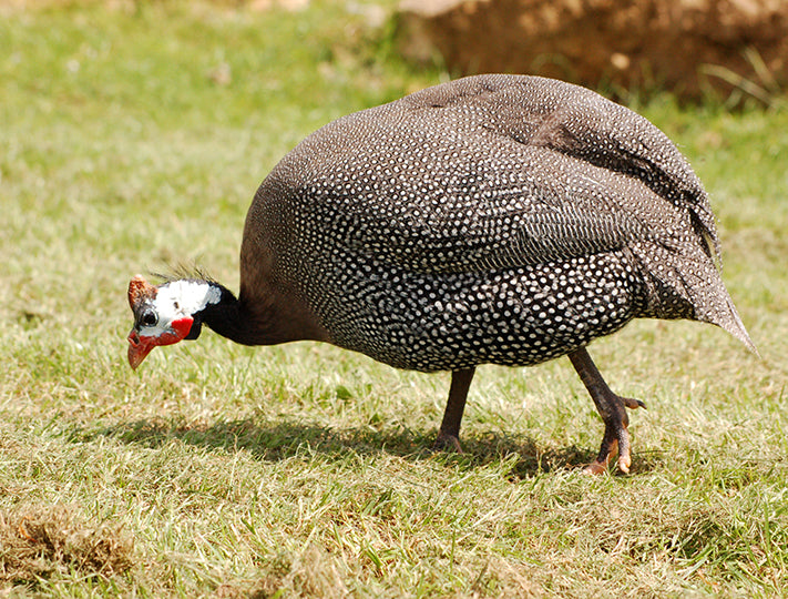 French Guineas