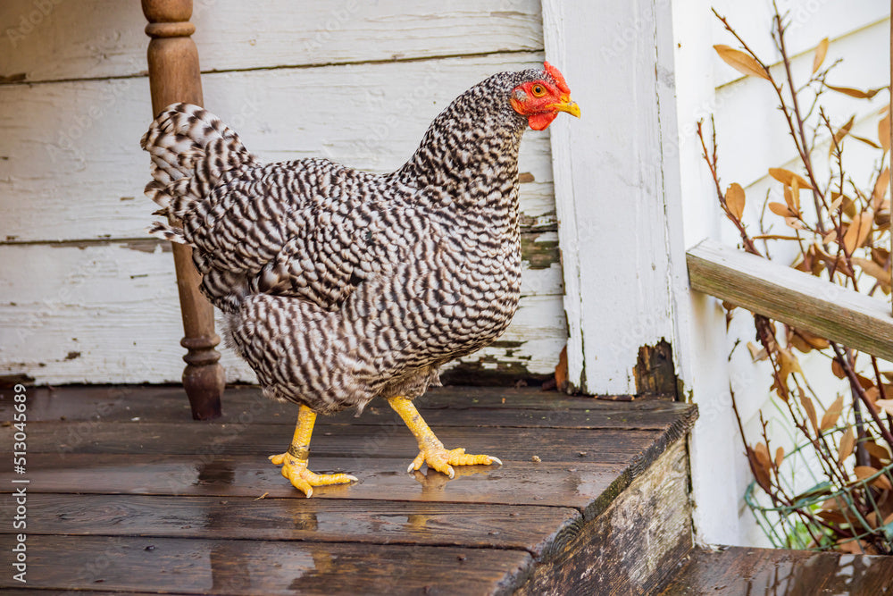 Barred Plymouth Rocks