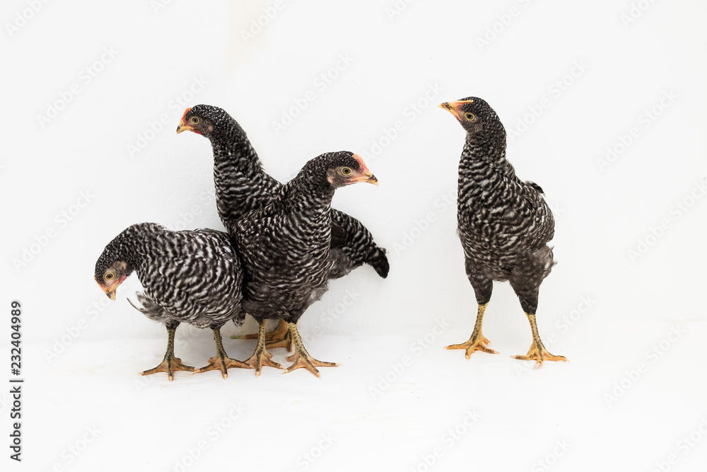 Barred Plymouth Rocks