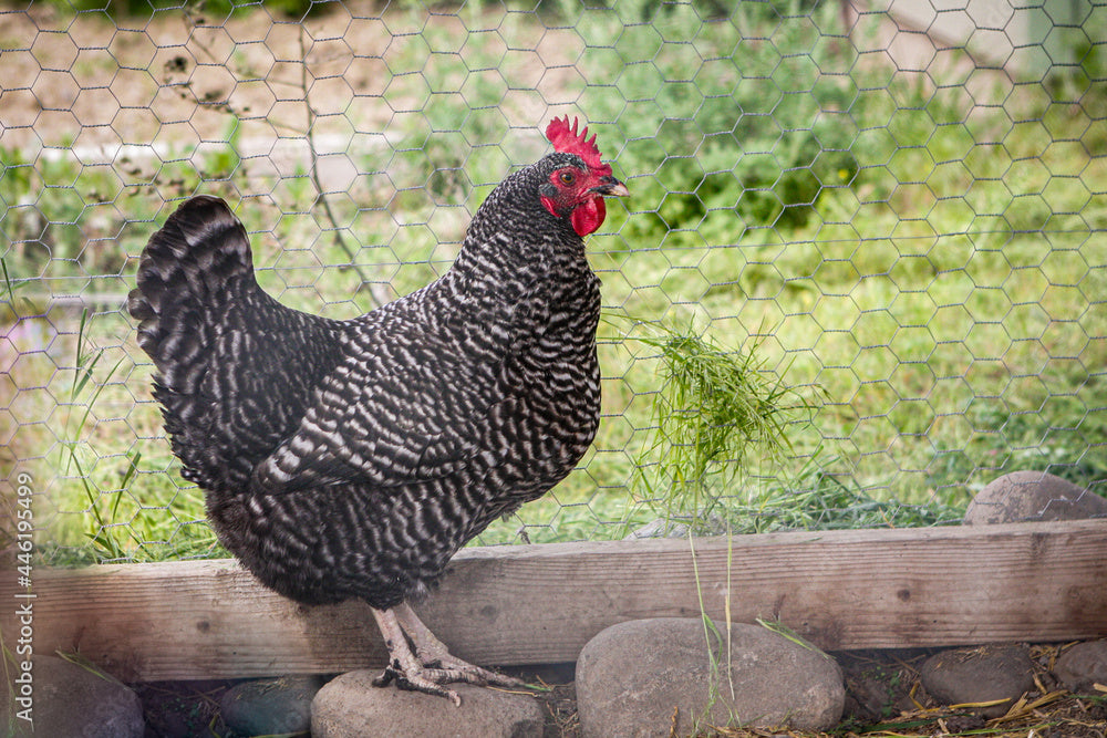 Barred Plymouth Rocks