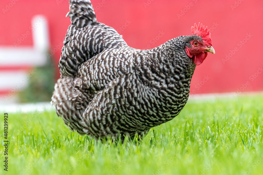 Barred Plymouth Rocks