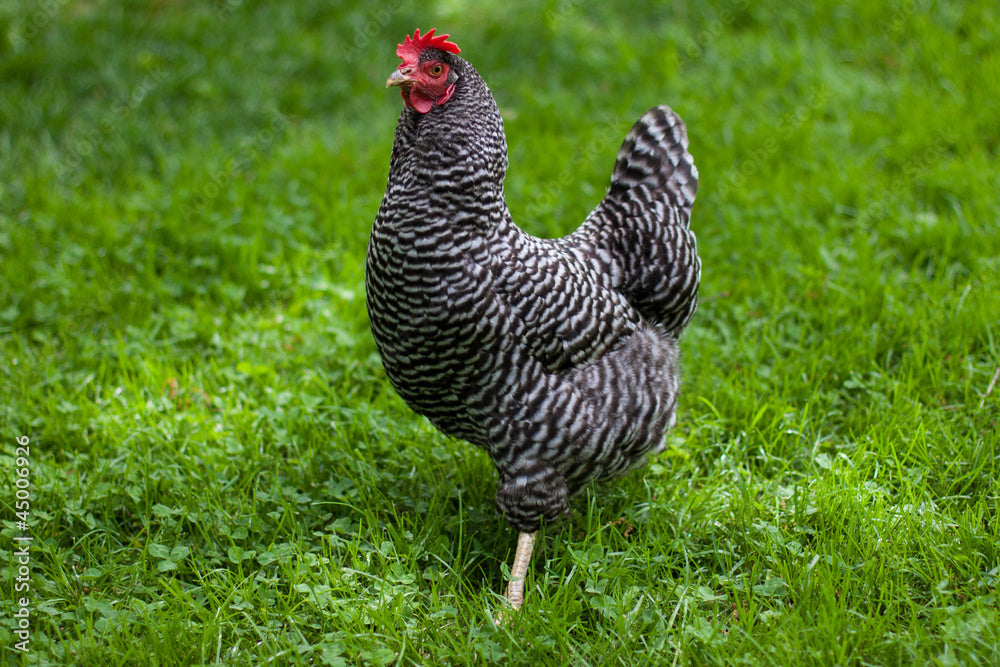 Barred Plymouth Rocks