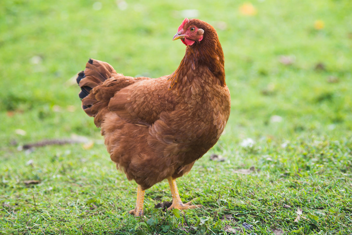 Rhode Island Red