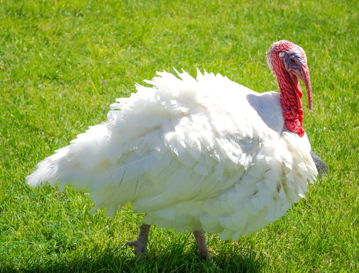 Broad White Turkeys