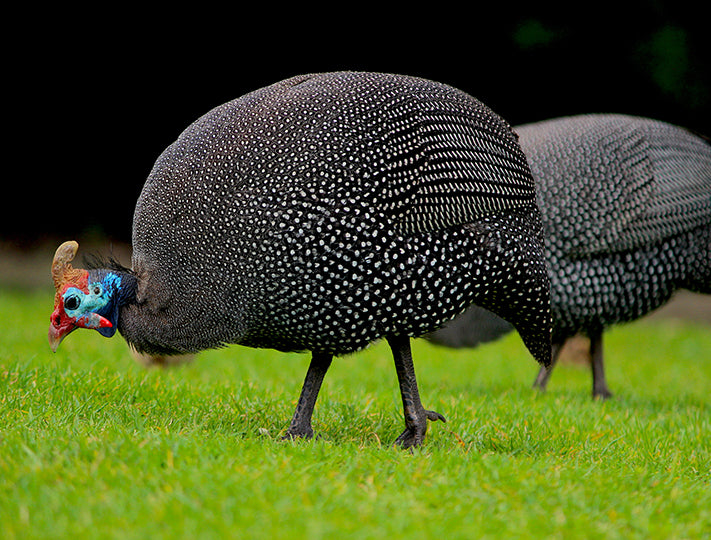 French Guineas