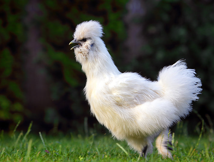 White Silkies