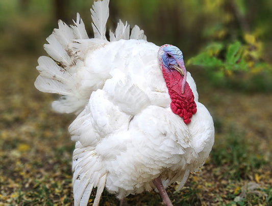 Broad White Turkeys