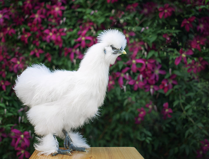 White Silkies