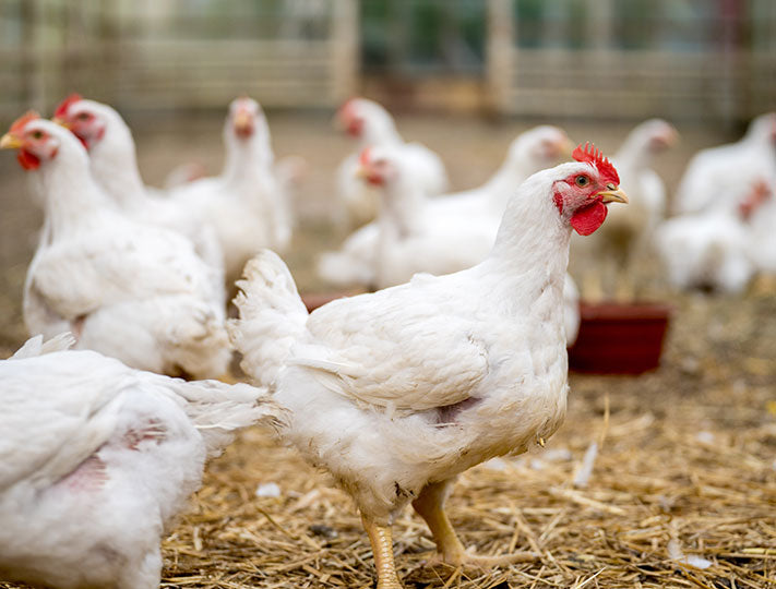 Cornish – Reich's Poultry