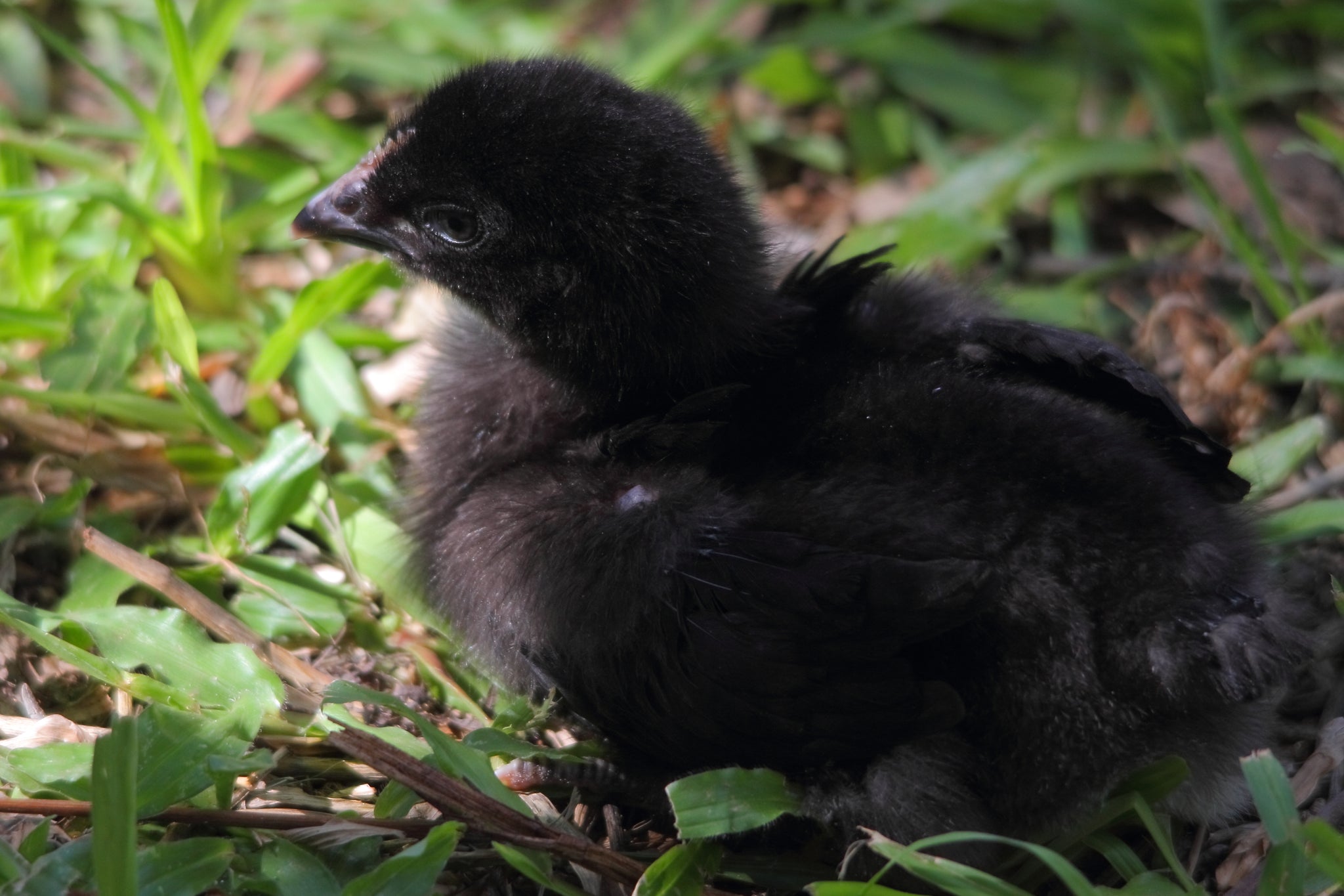 Black Sex Link - Reich's Poultry