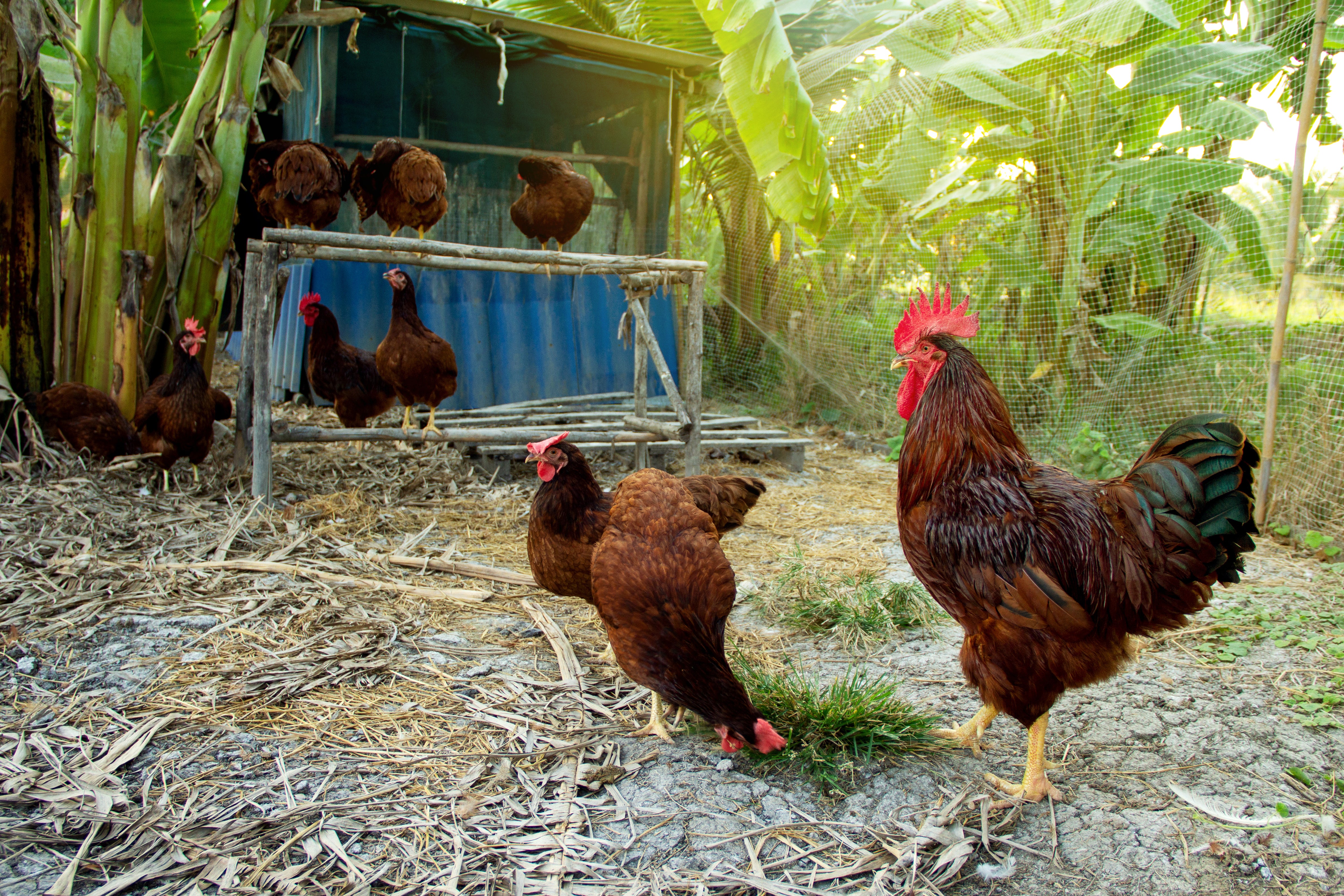 Chicken Rhodia Rhode Island Red – Reich's Poultry