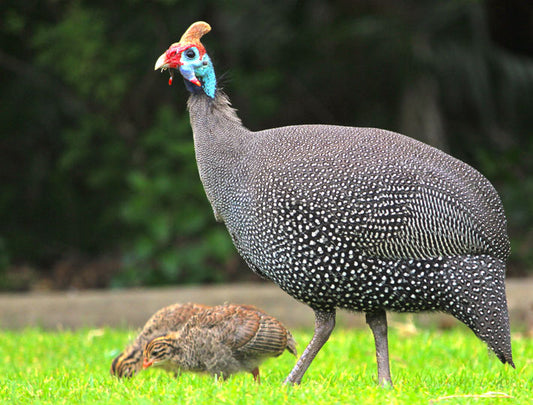 French Guineas